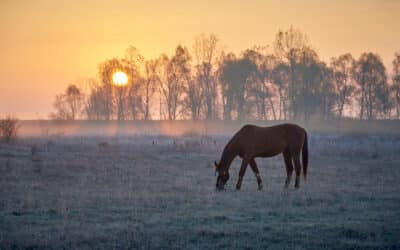 Guide to Buying a Horse-Friendly Ranch in Arizona’s White Mountain Region