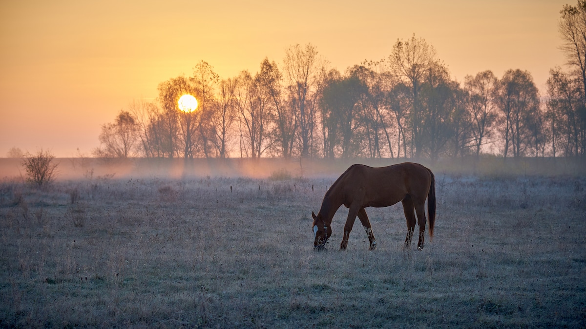 Guide to Buying a Horse-Friendly Ranch in Arizona’s White Mountain Region
